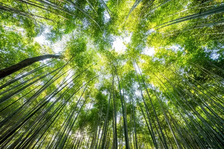 Sagano Bamboo Groves