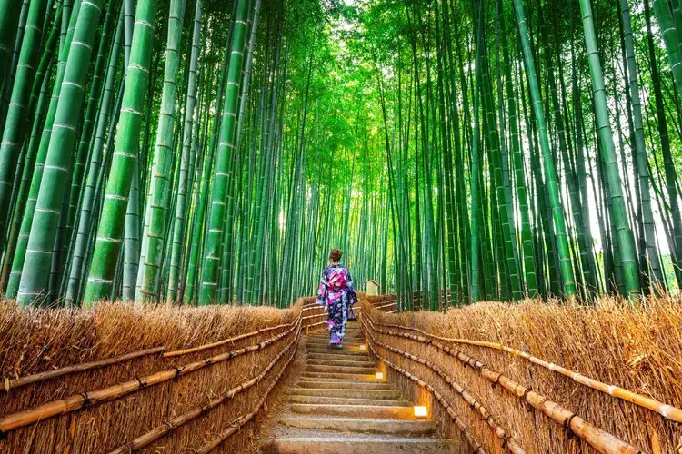 Sagano Bamboo Groves