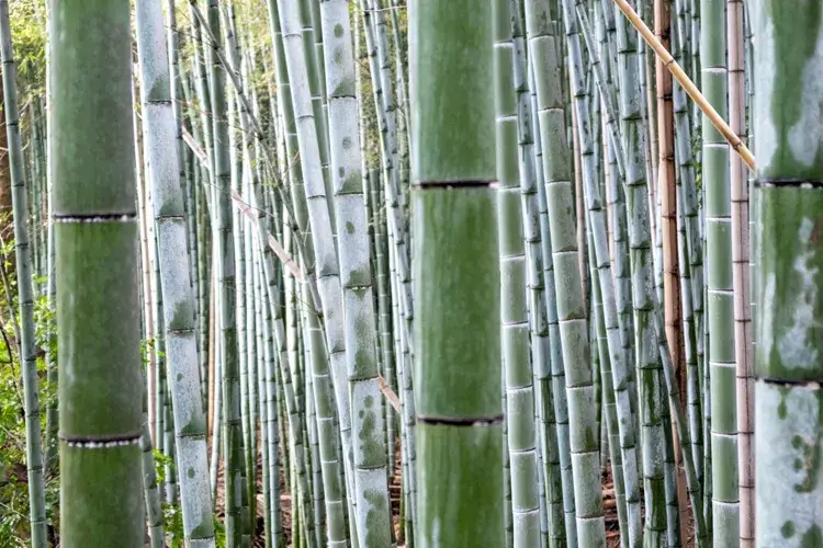 Sagano Bamboo Groves