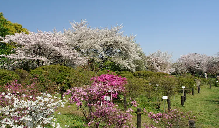 Koishikawa Korakuen Park