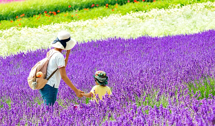 Furano Flower Field (Farm Tomita)