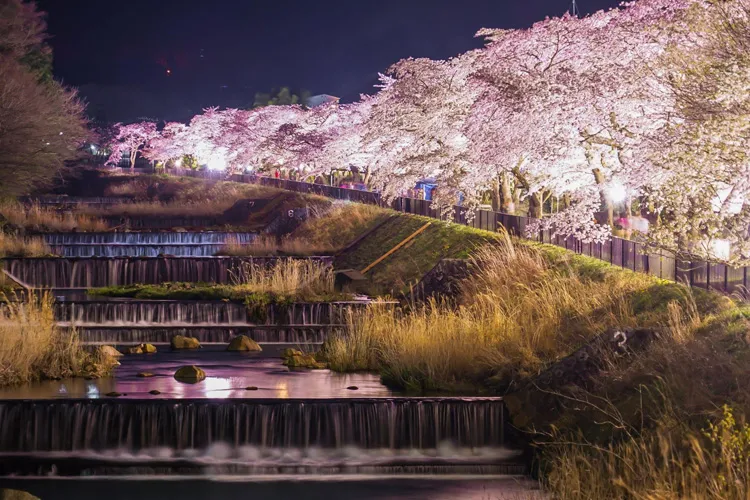 Cherry Blossoms along Miyagino Hayakawa Riverbank