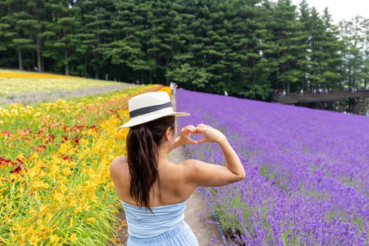 lavender field
