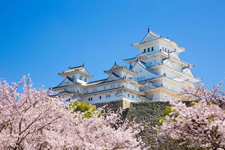 Cherry blossoms in Himeji Castle