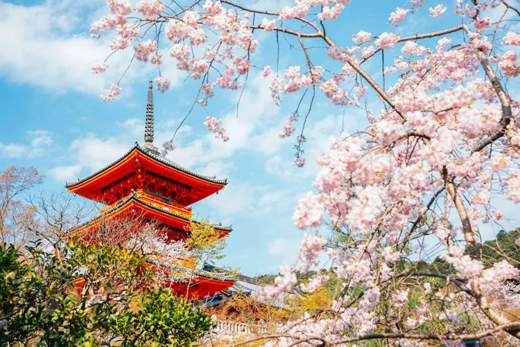 cherry blossoms in Kyoto