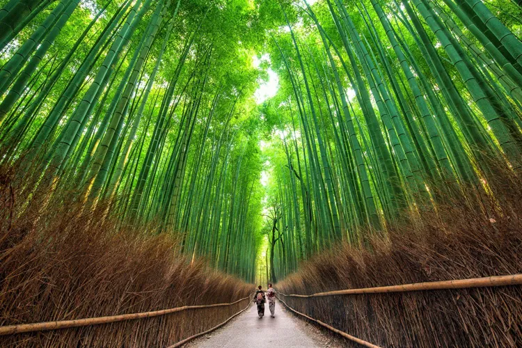 Arashiyama Bamboo Grove