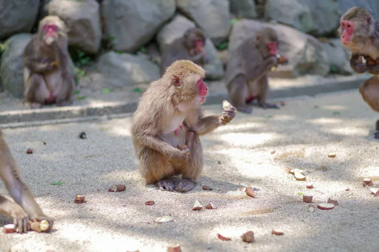 Mount Takasaki Wild Monkey Park (Oita)