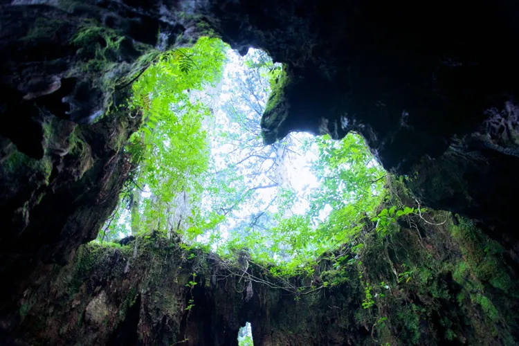 Yakushima Island