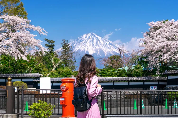 Mt. Fuji with cherry blossoms