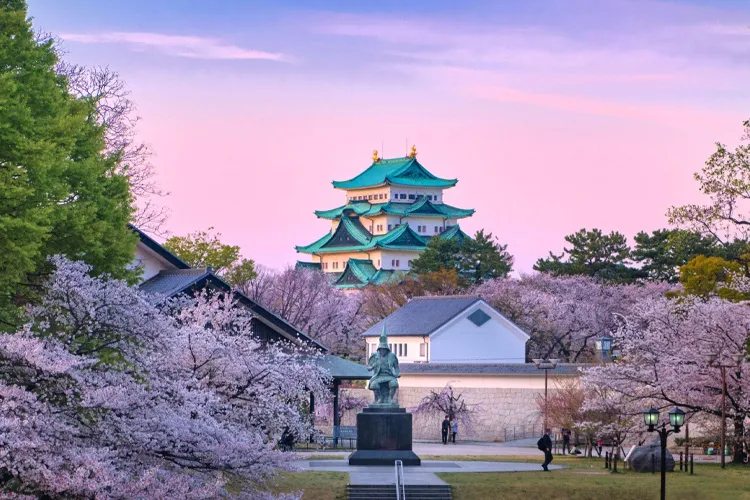 cherry blossoms in Nagoya Castle