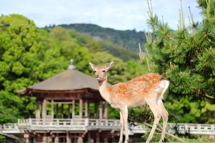 Welcome to Nara