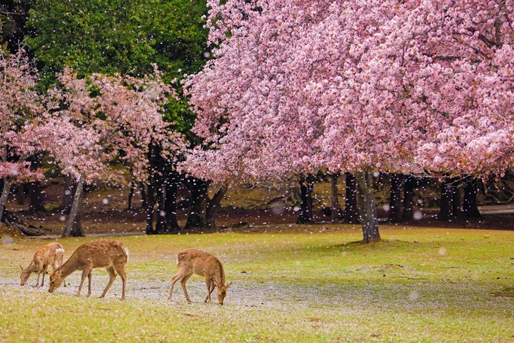 Cherry blossoms in Nara Park