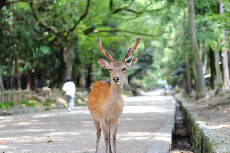 Nara Park