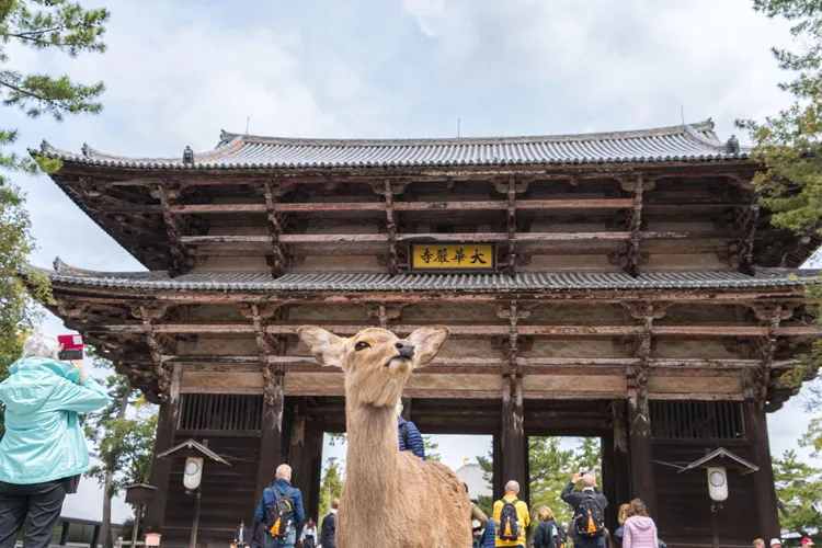 Nara Park