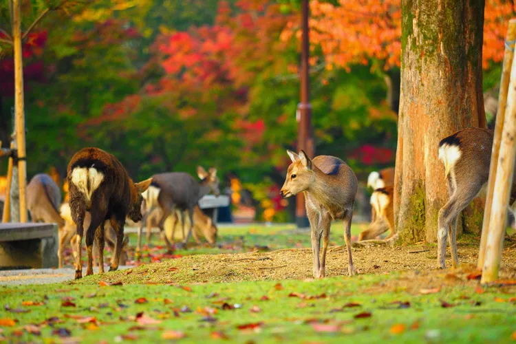 Nara Park