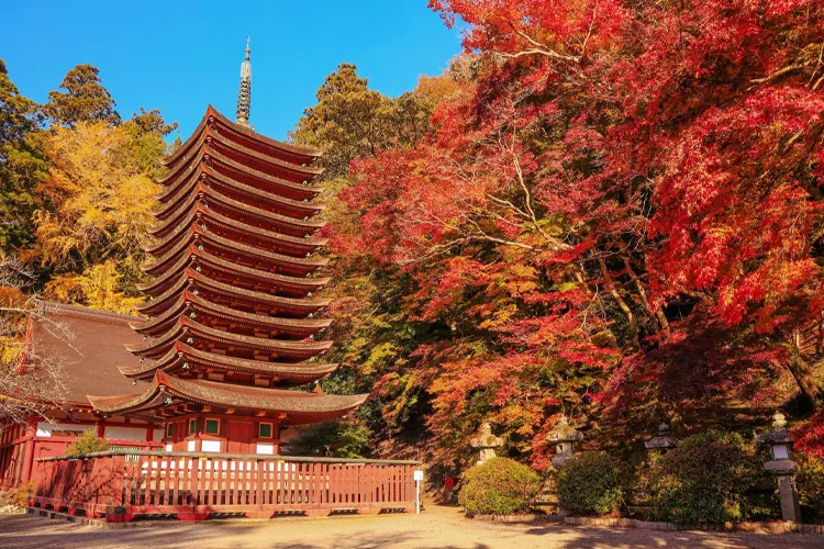 autumn foliage in Nara