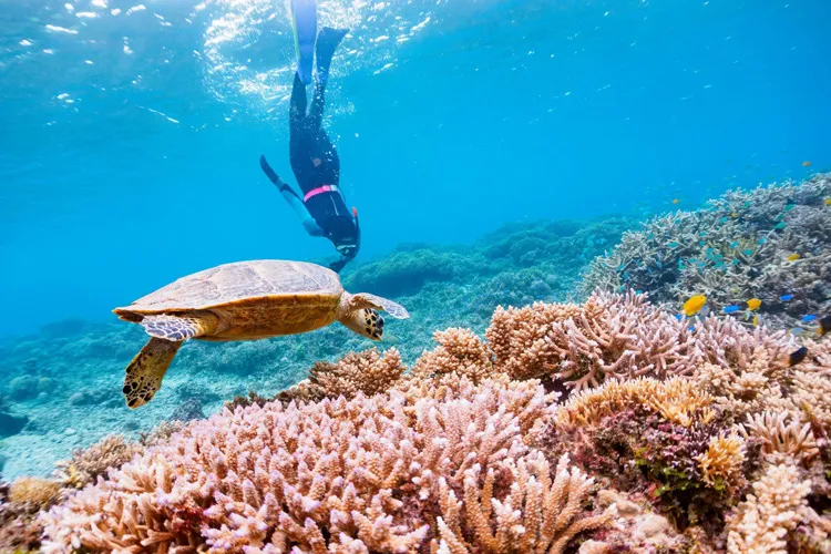 Snorkeling & Diving