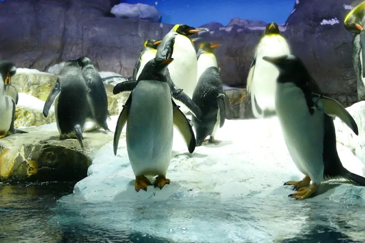 Osaka Aquarium Kaiyukan