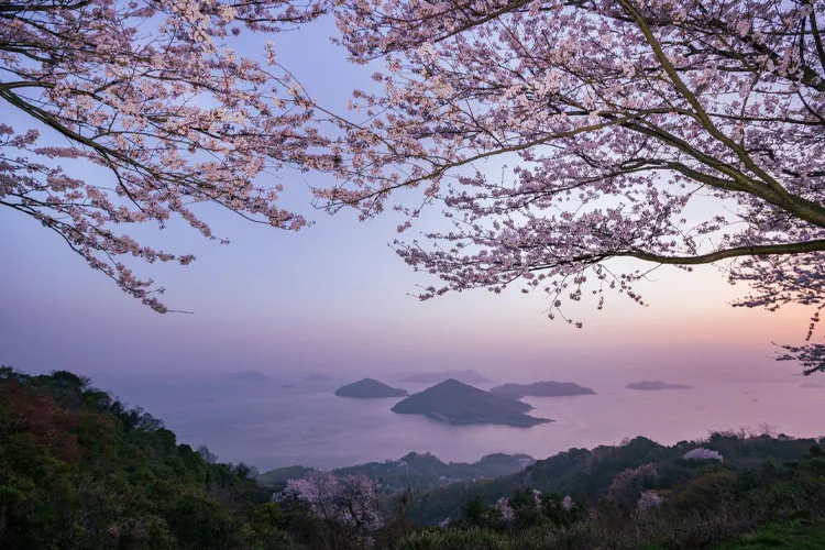 Cherry blossoms as seen from Mt. Shiude in Mitoyo City, Kagawa