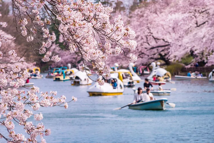 Spring in Tokyo