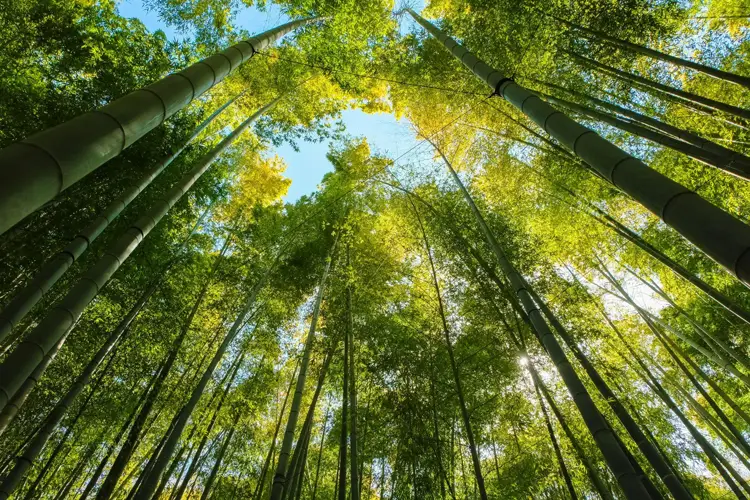 Hokokuji (Bamboo Temple)