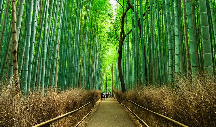 Sagano Bamboo Groves