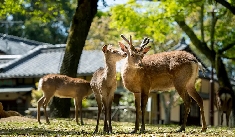 Nara Park