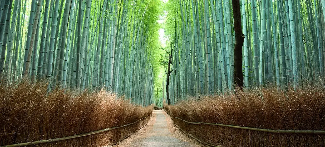 Bamboo forest