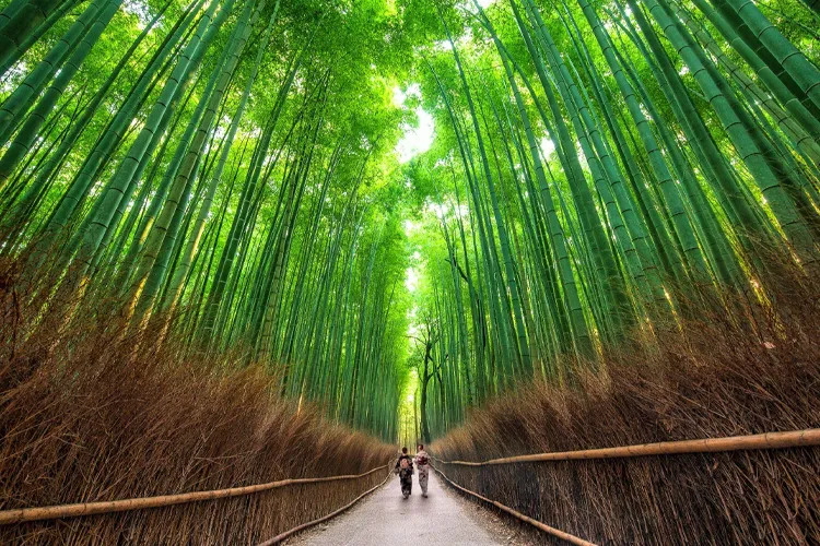 Arashiyama Bamboo Grove