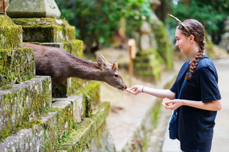 Nara Park