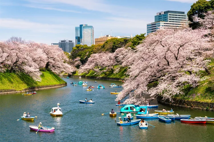 Boat rides under cherry blossoms in a Tokyo park during spring