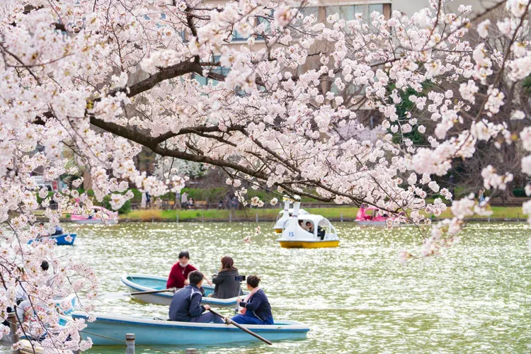 Boats on the Chidorigafuchi moat surrounded by cherry blossoms in Tokyo Japan