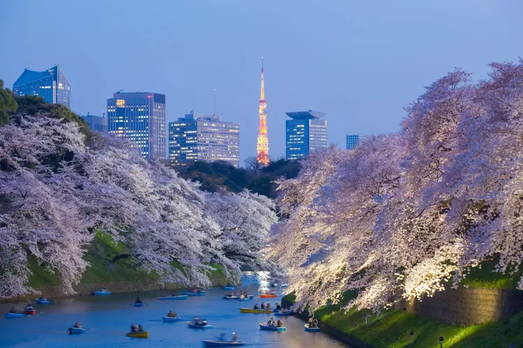 Cherry blossoms at Chidorigafuchi with Tokyo Tower illuminated at night in Tokyo Japan