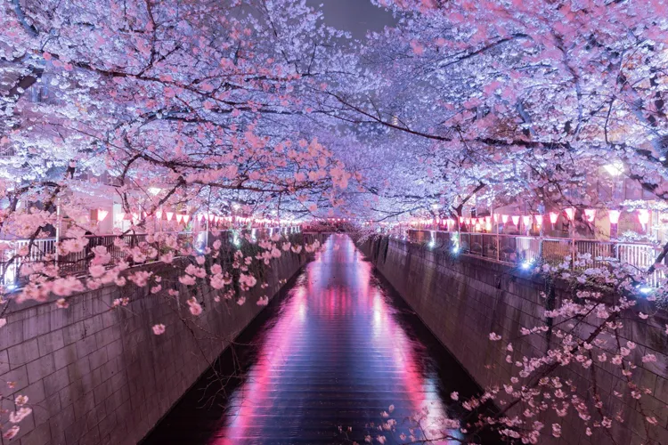 Cherry blossoms illuminated at night along Meguro River in Tokyo Japan