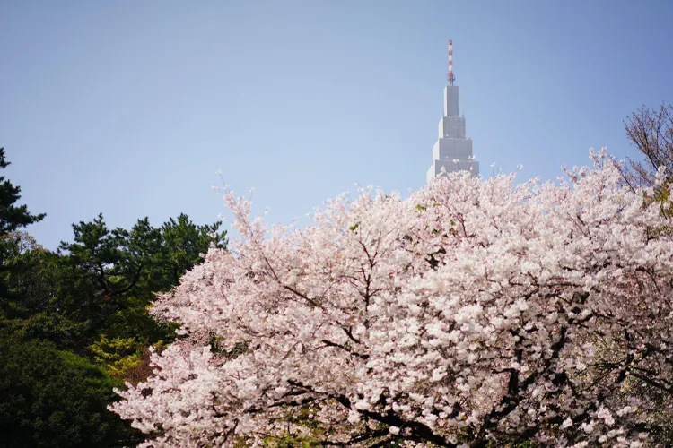 Cherry blossoms in Shinjuku Gyoen with NTT Docomo Tower in the background in Tokyo Japan