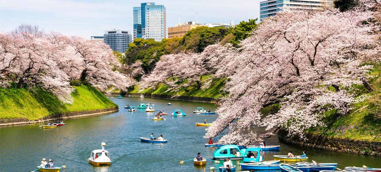 People enjoying boat rides on a pond surrounded by cherry blossoms during spring in Tokyo Japan