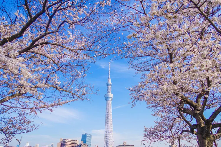 Tokyo Skytree framed by cherry blossoms under a clear spring sky in Tokyo Japan