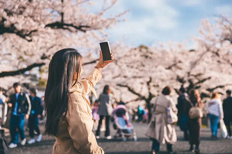 Tourist taking a photo of cherry blossoms during spring in Japan