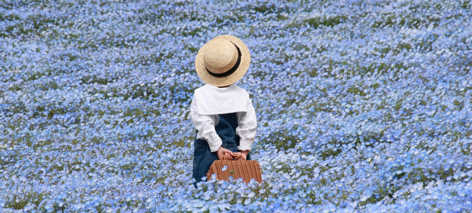 Nemophila World