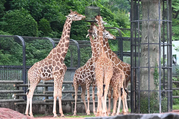 Tama Zoo