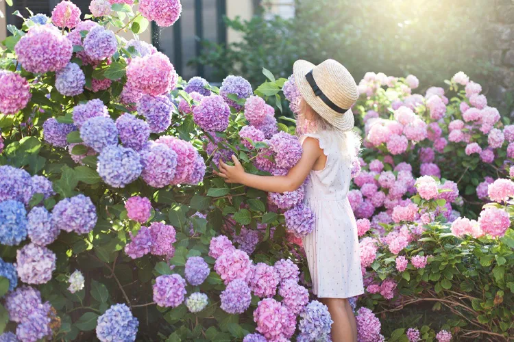 Flower Fields