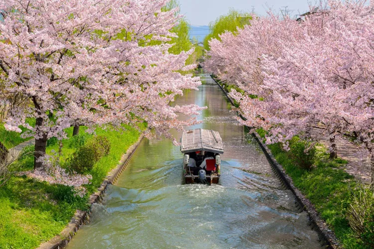Uji River School in Spring