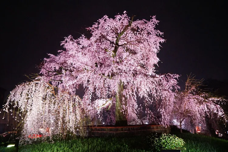 Maruyama Park Night Sakura