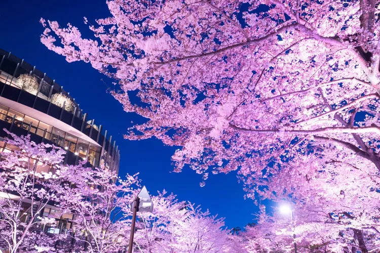Tokyo Midtown Sakura Illuminations