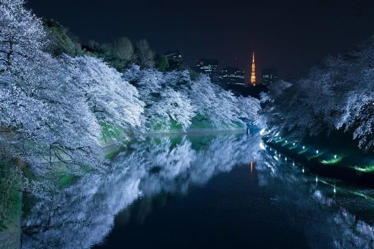 Chidorigafuchi Evening Views