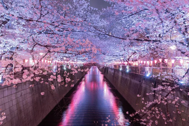 Cherry blossoms in full bloom along Meguro River