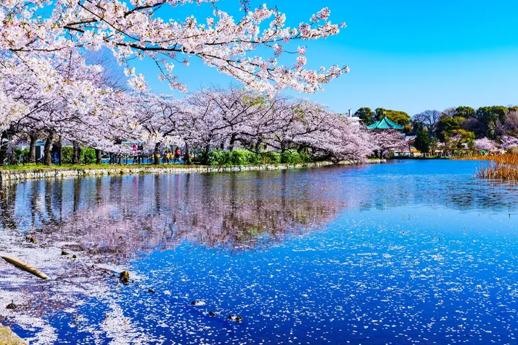 Shinobazu Pond and cherry blossoms in Ueno Park