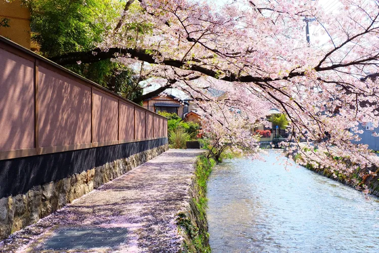 Gion Shirakawa in Spring