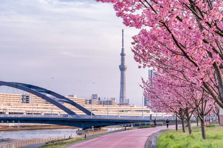 Tokyo Skytree and cherry blossoms