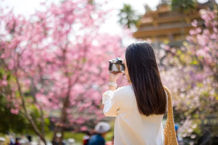 Woman use digital camera to take photo on sakura tree